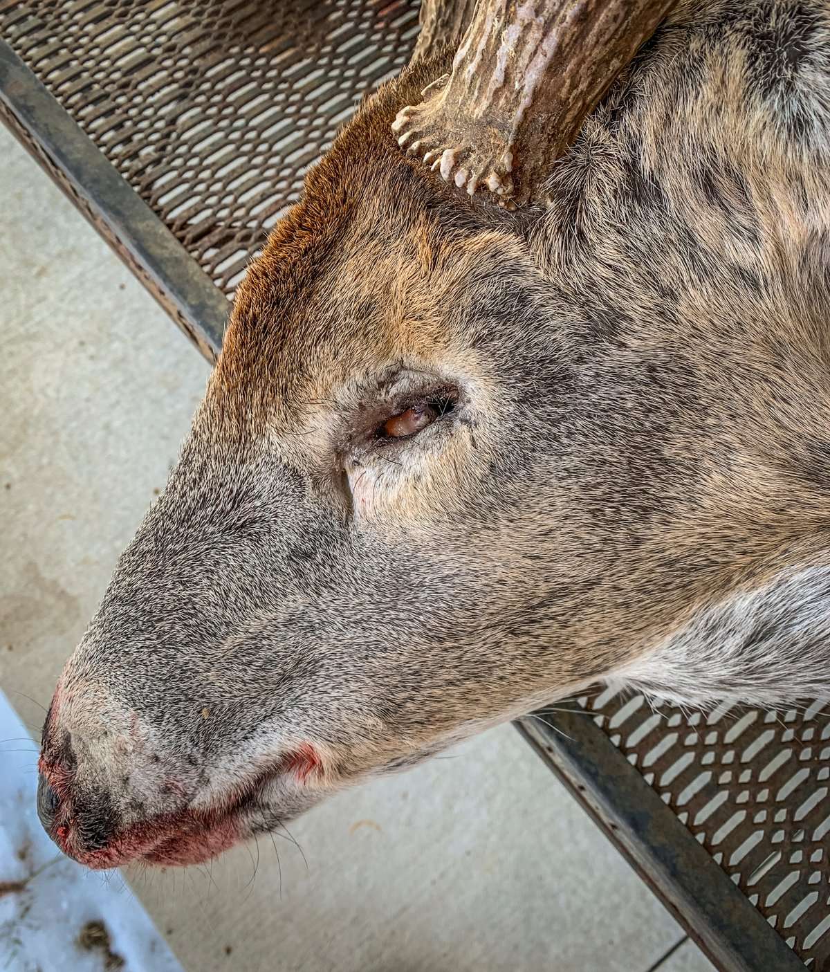 After harvesting the world-class whitetail, David Holder took these closeups to display the buck's missing left eyeball. Interestingly, he saw and filmed the buck the day before and the day after he lost the eyeball. (Photos courtesy of David Holder)