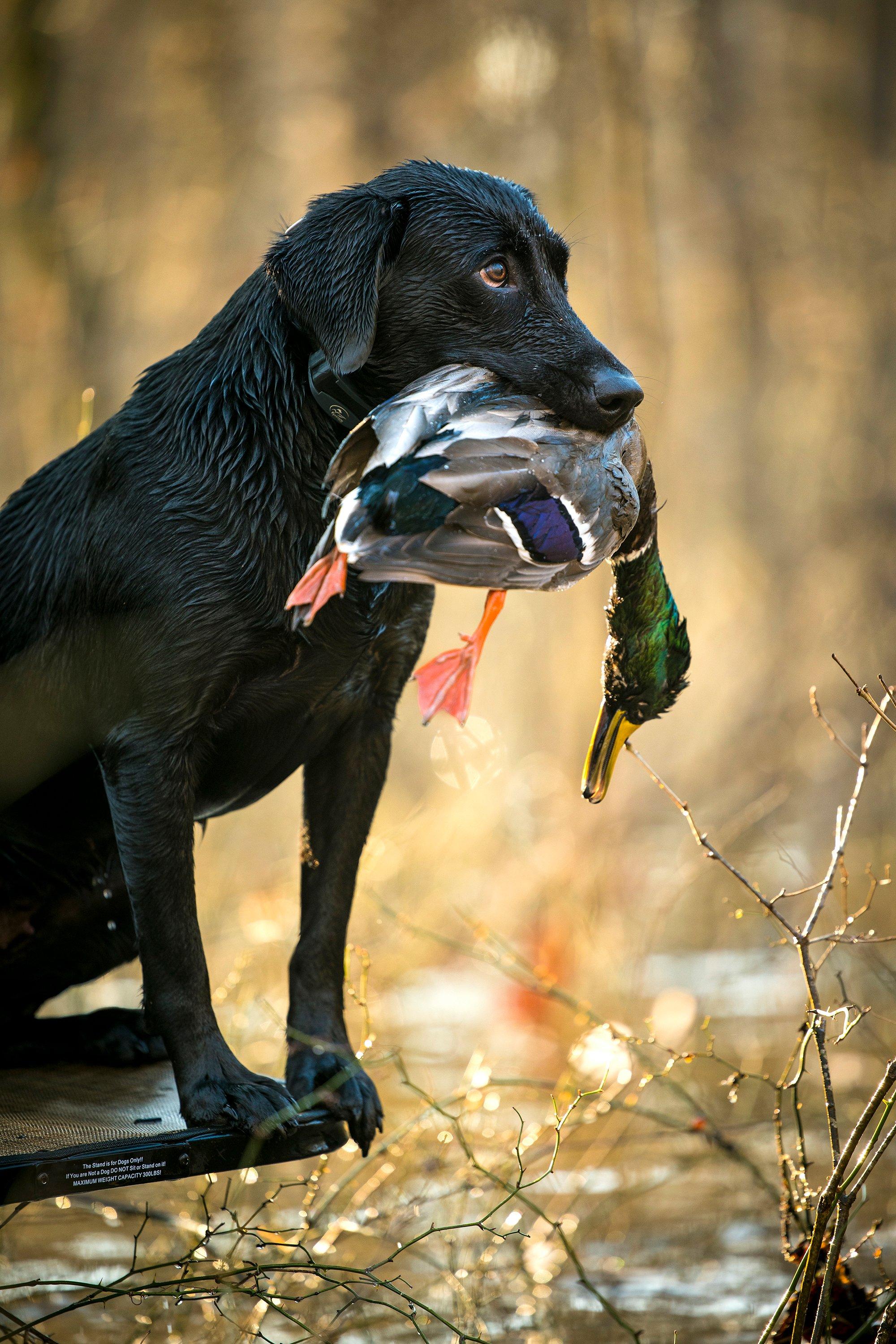 Image: holiday_hunting_4