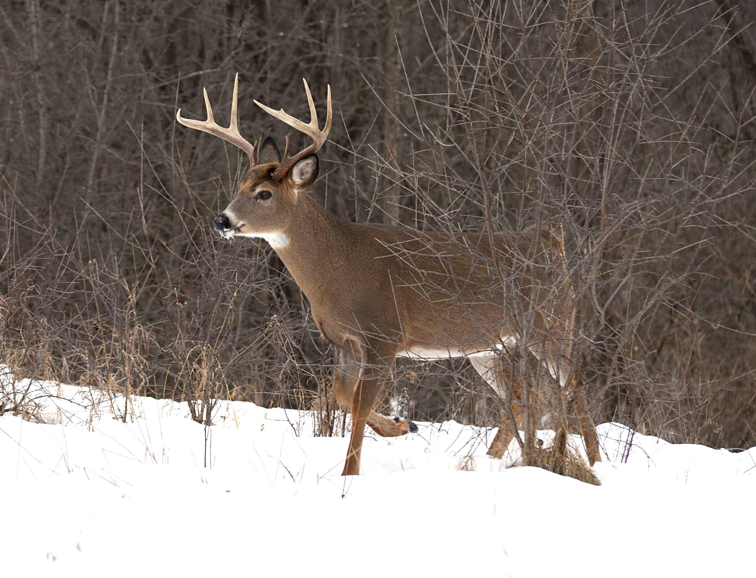 Image: holiday_hunting_7