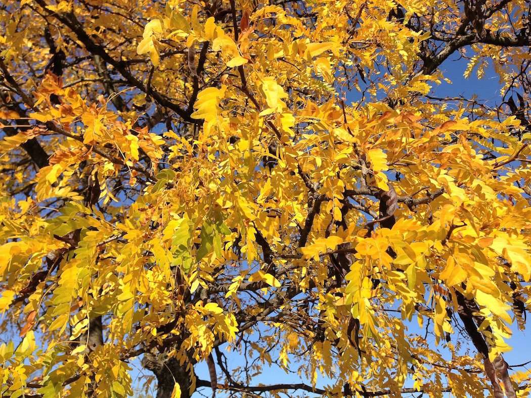 Honey Locust 