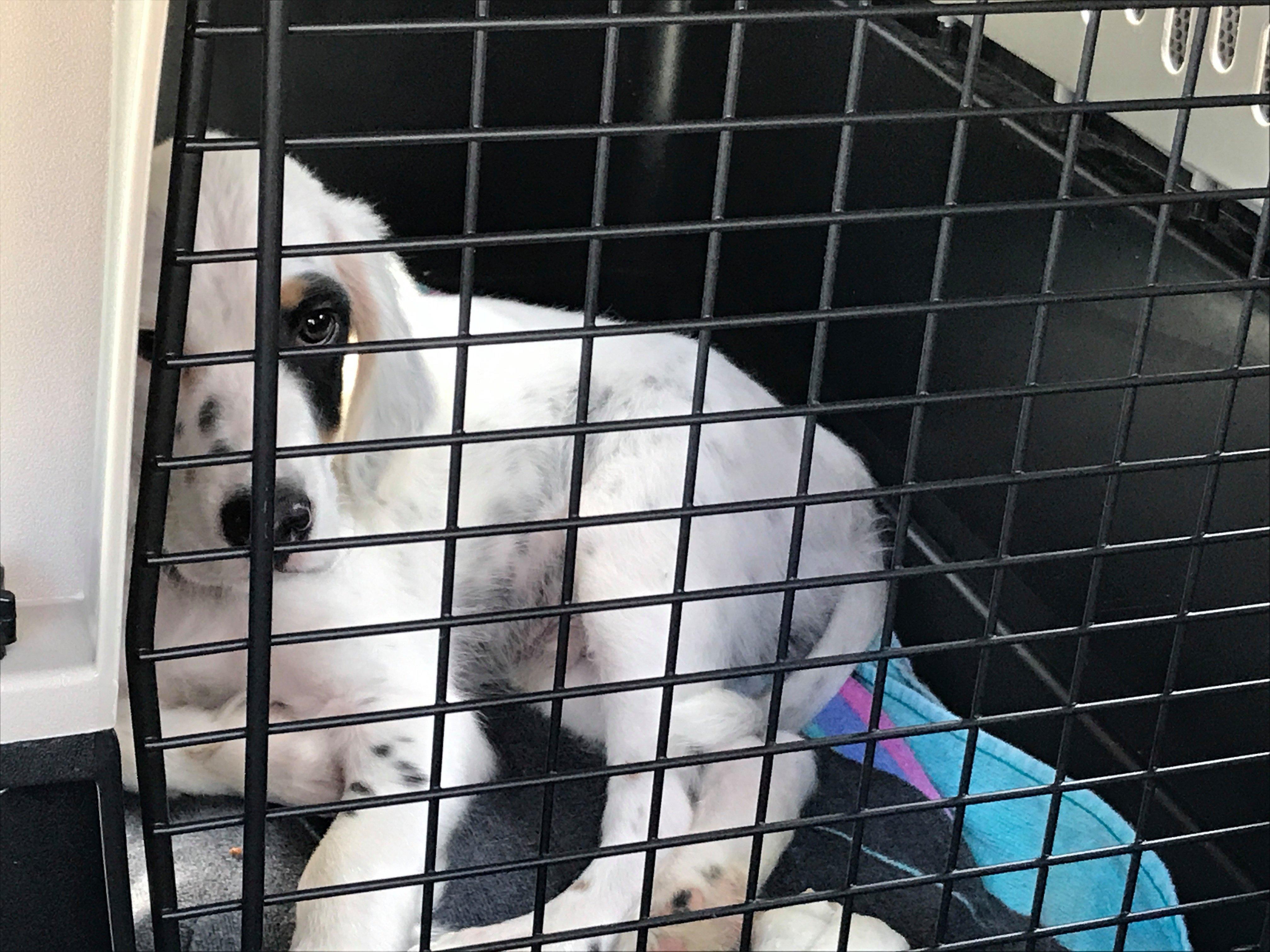 Crate Training a Puppy - Gun Dog