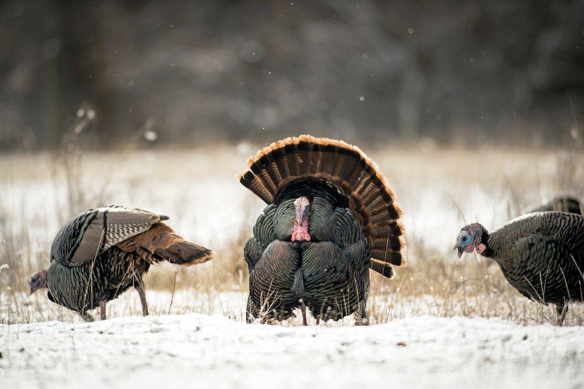 Hunting in North America: Big Game, Small Game, Upland Birds, Waterfowl, Wild Turkey [Book]