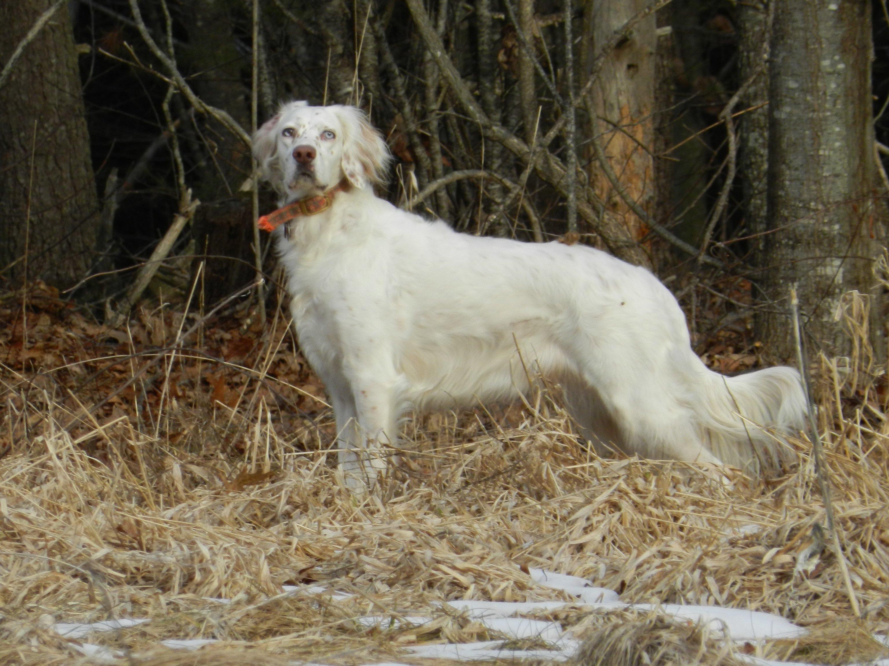 How to Hunt Fall Turkeys with Dogs Realtree Camo