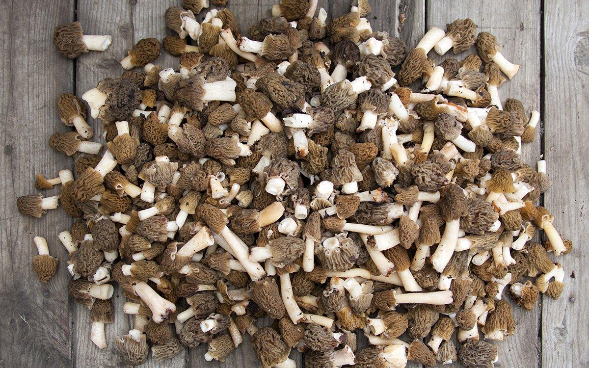 A pile of morel mushrooms. (© Cozy Nook photo)