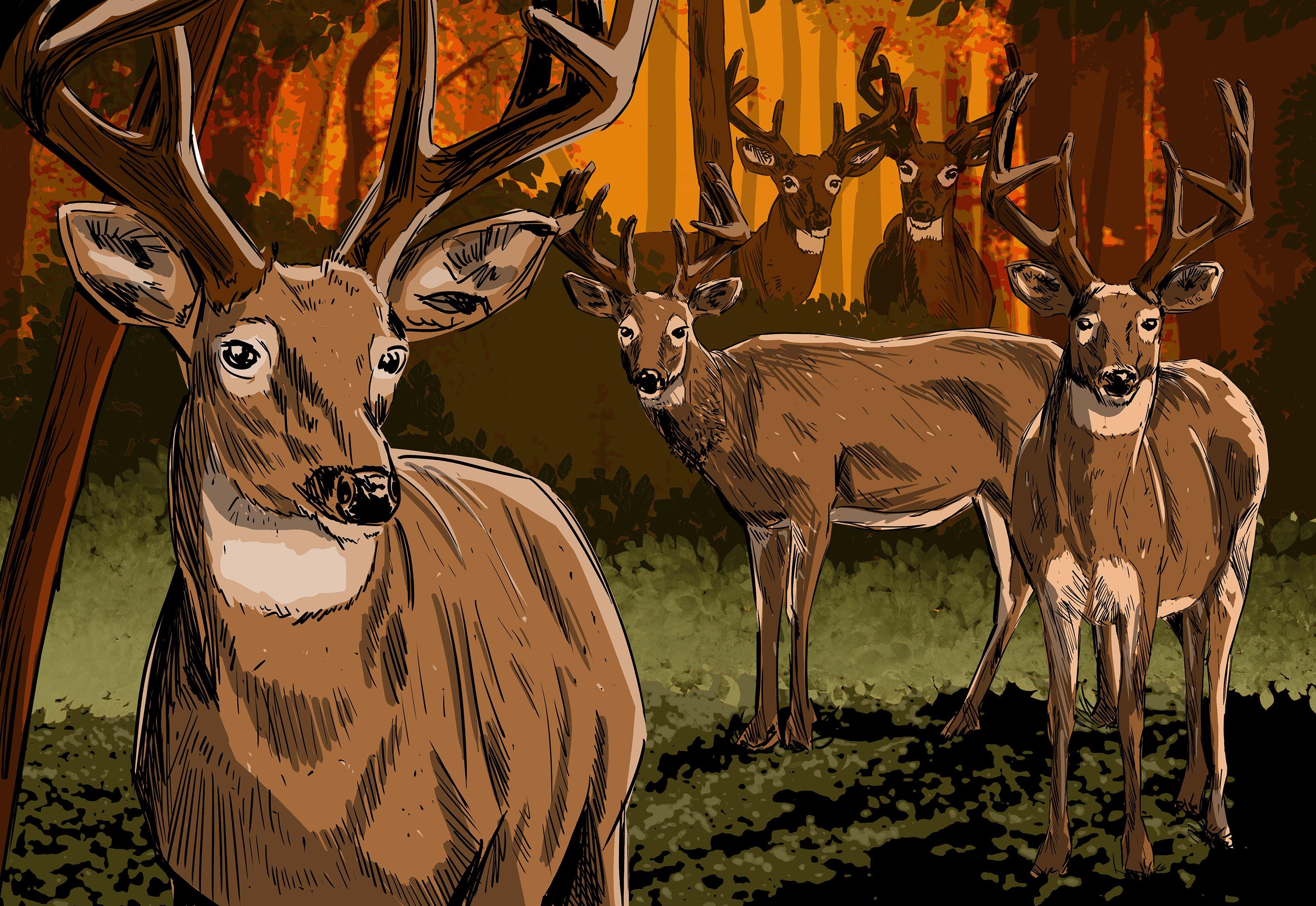 How to pattern a buck during the pre-season. Illustration by Ryan Orndorff