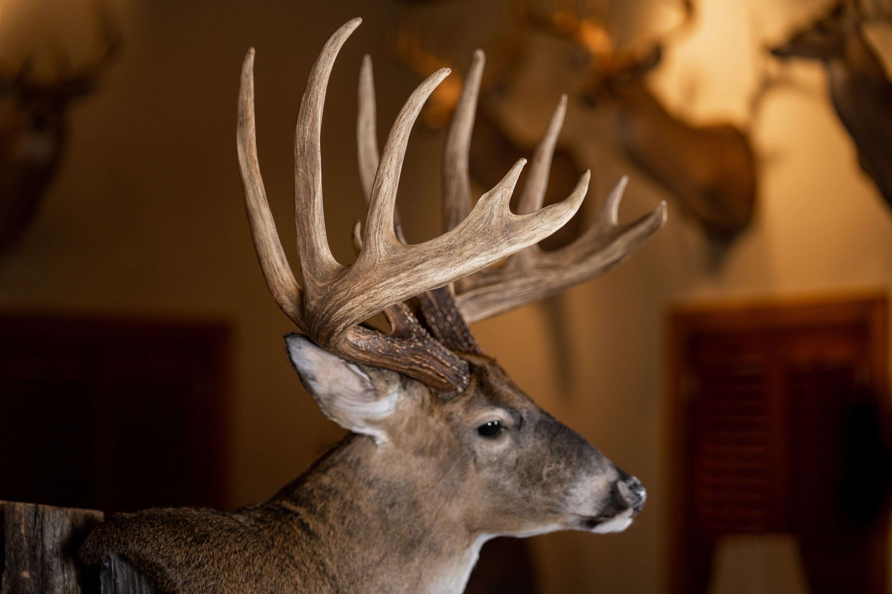 The Huff Buck's incredible mass and tine length boost its score. Image by Realtree Media