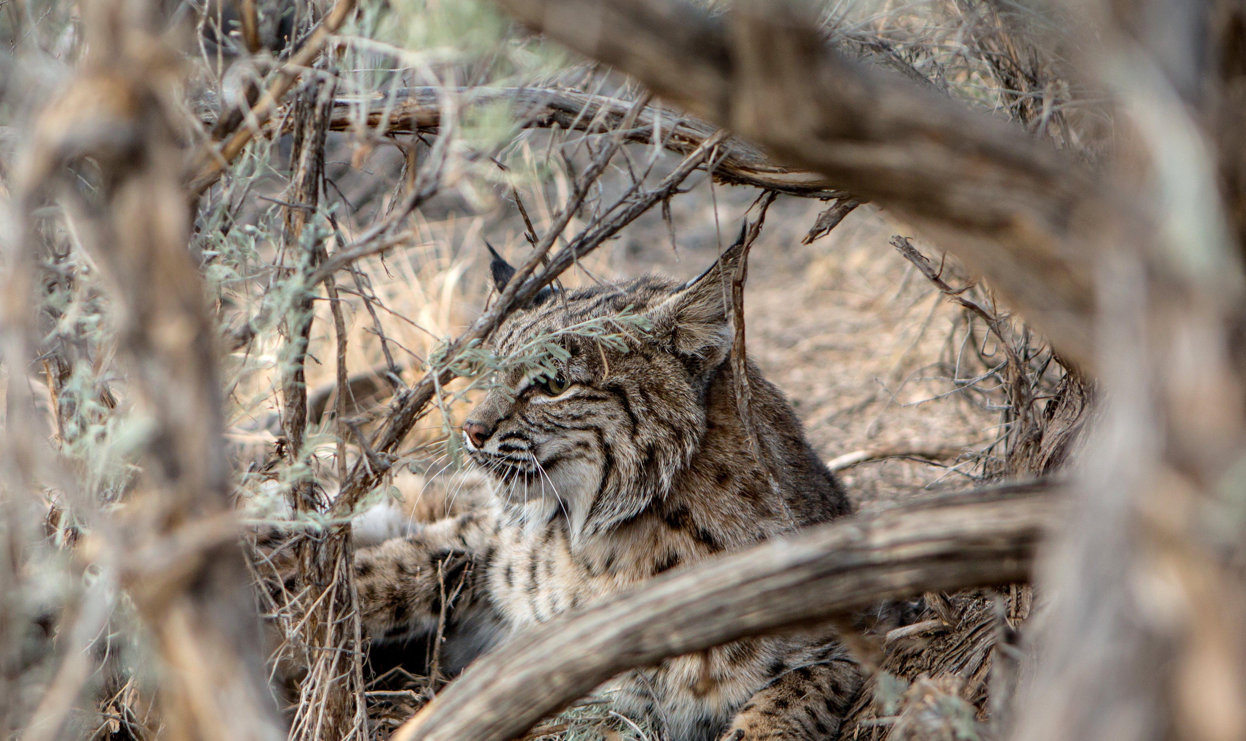 Image: hunt_bobcat_6