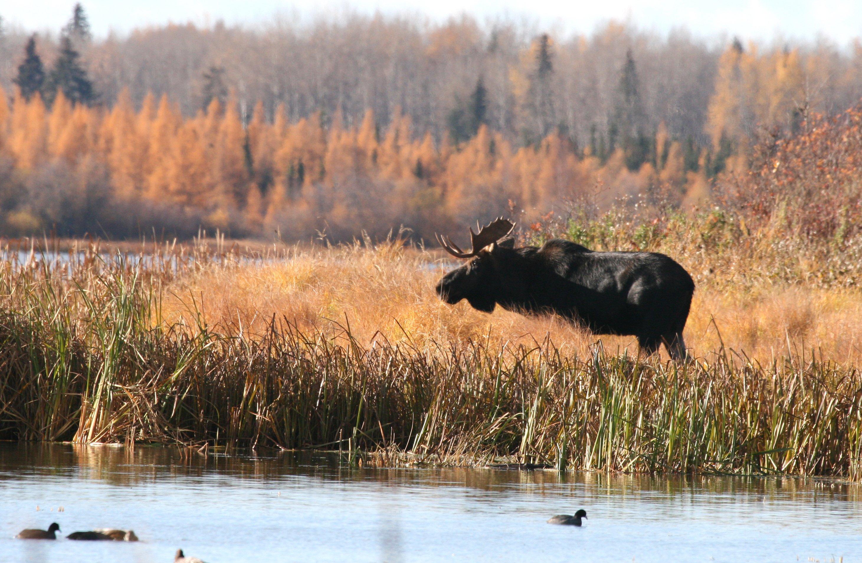 The 8 Best Big Game Hunts in Canada - Realtree Camo