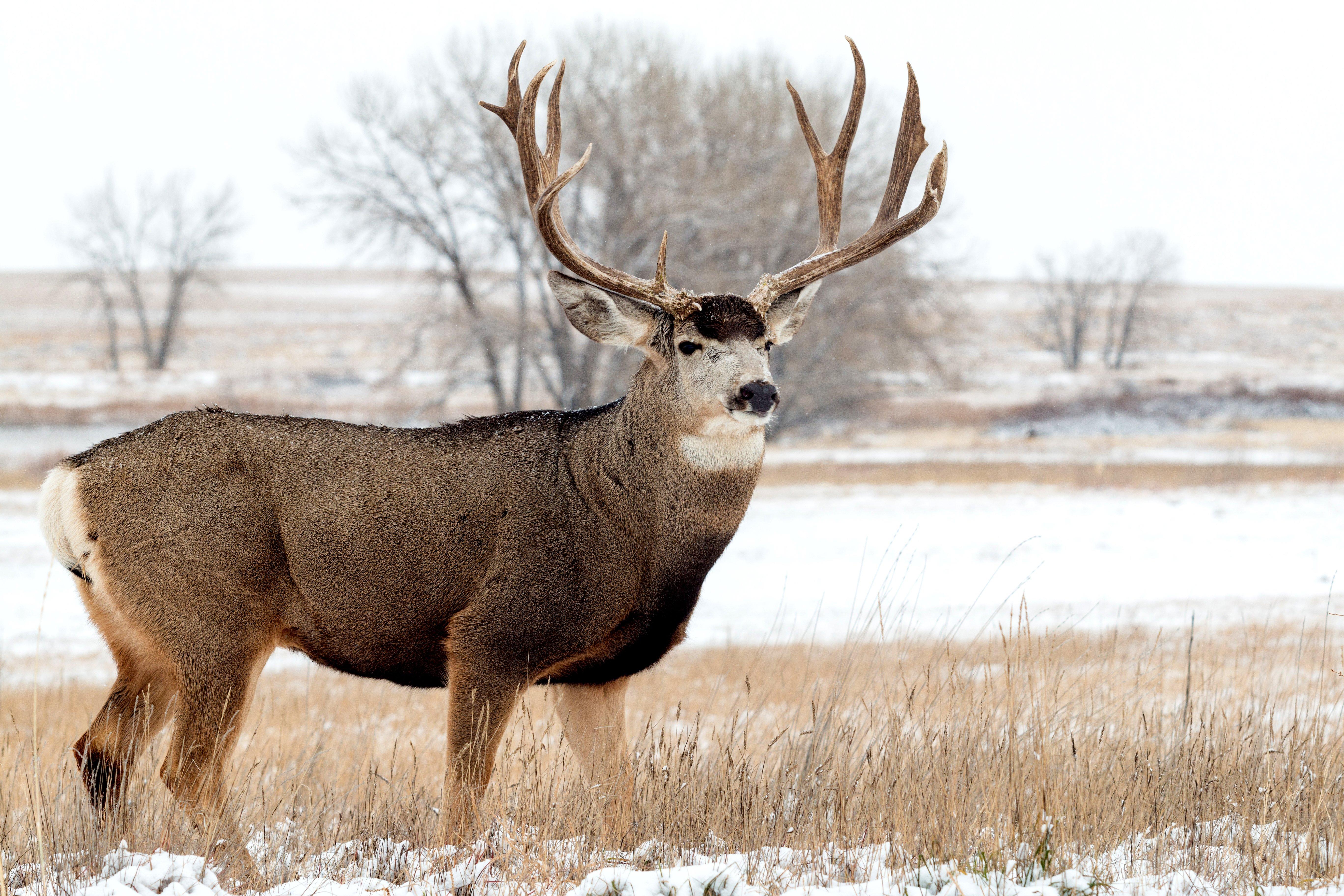 The 8 Best Big Game Hunts in Canada - Realtree Camo