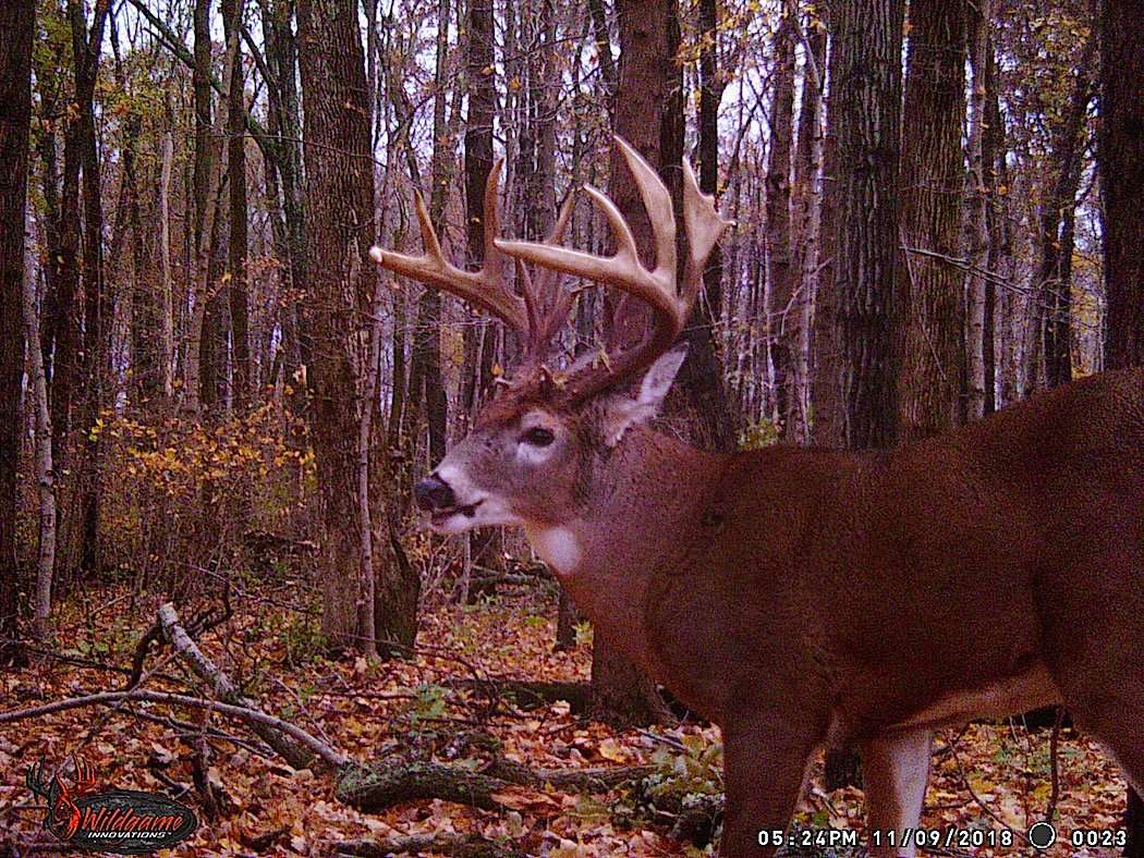 Trail camera photos revealed the buck rarely came out during daylight except on weekends. (Nathan Wells photo)