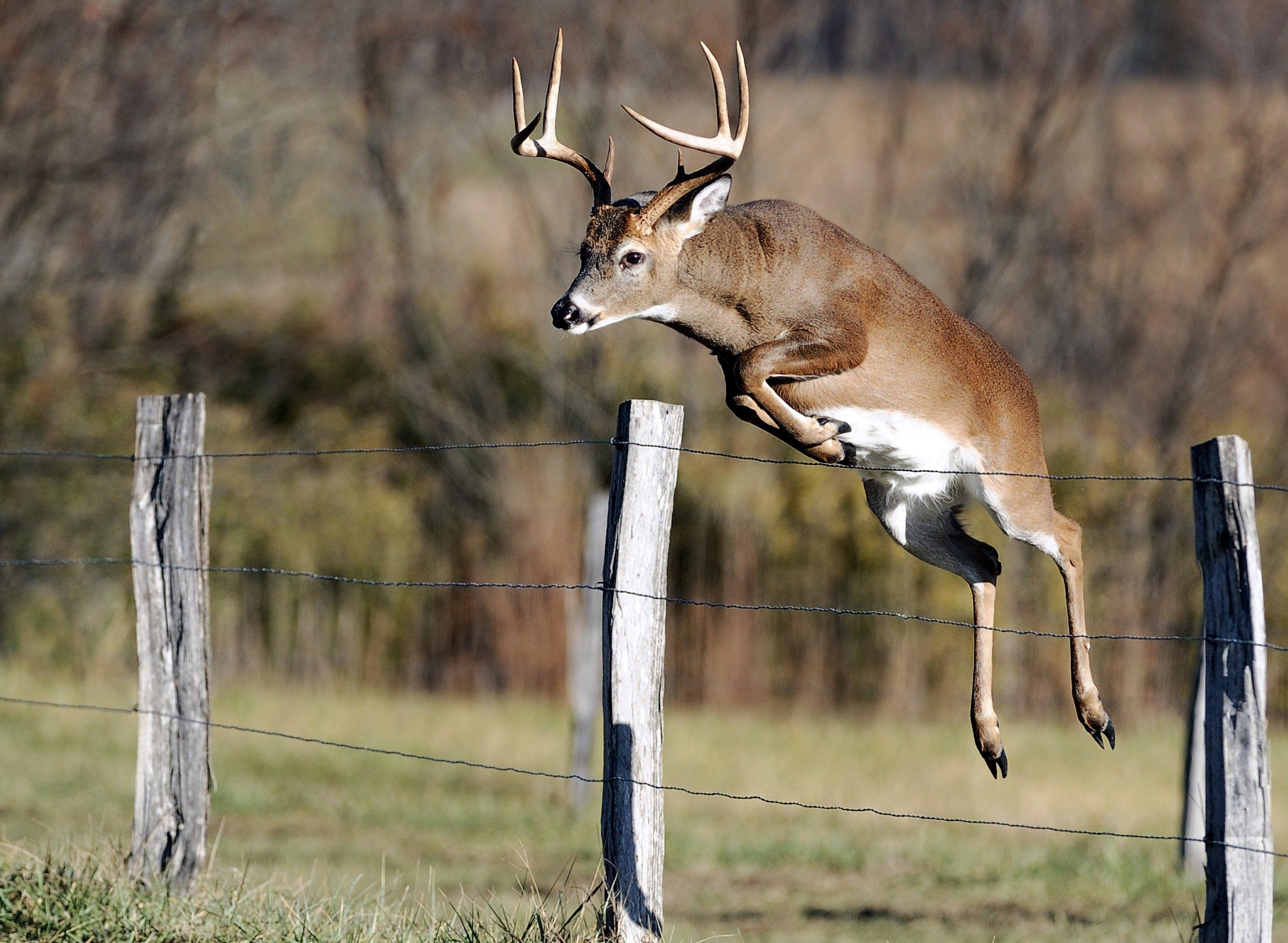 Image: hunting_rules