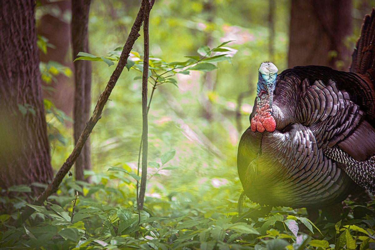 Rethink hunting tactics with pressured solo gobblers. Image by Kerry B. Wix