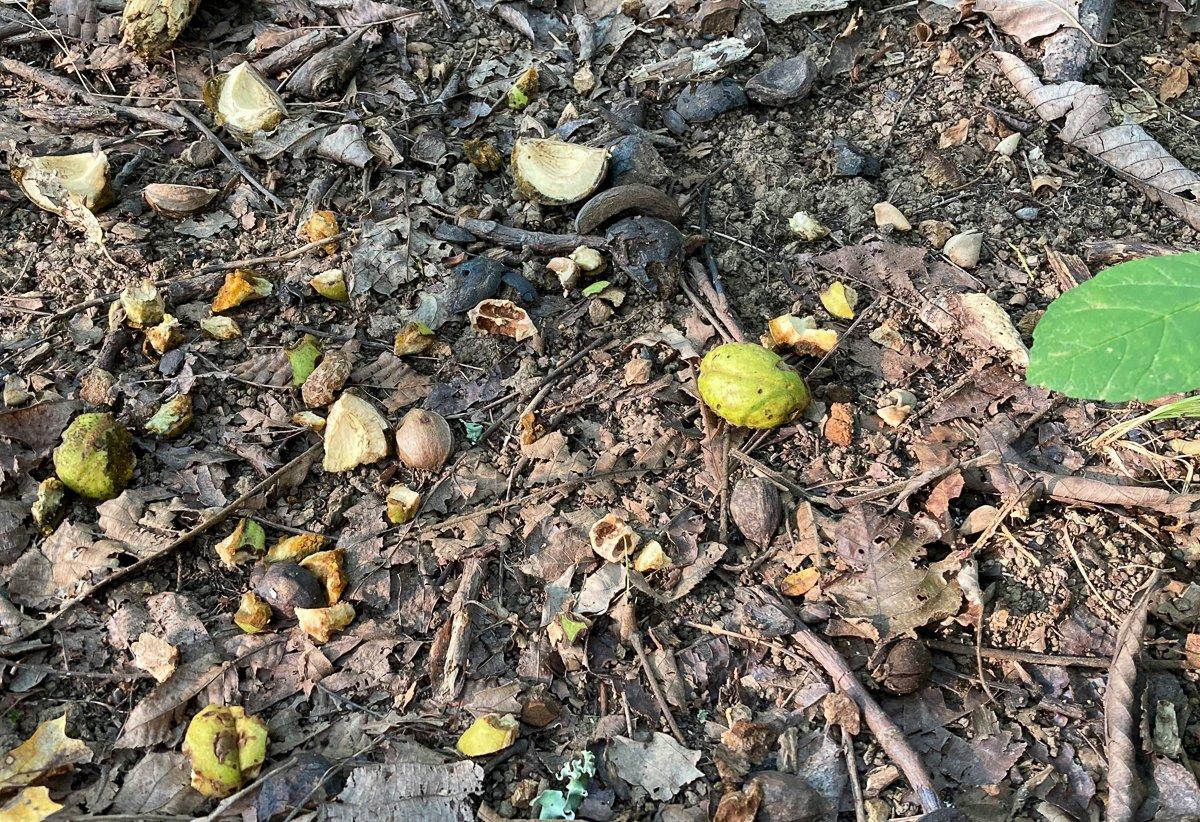 Stop and fill your pockets the next time you see fresh hickory cuttings on the ground.