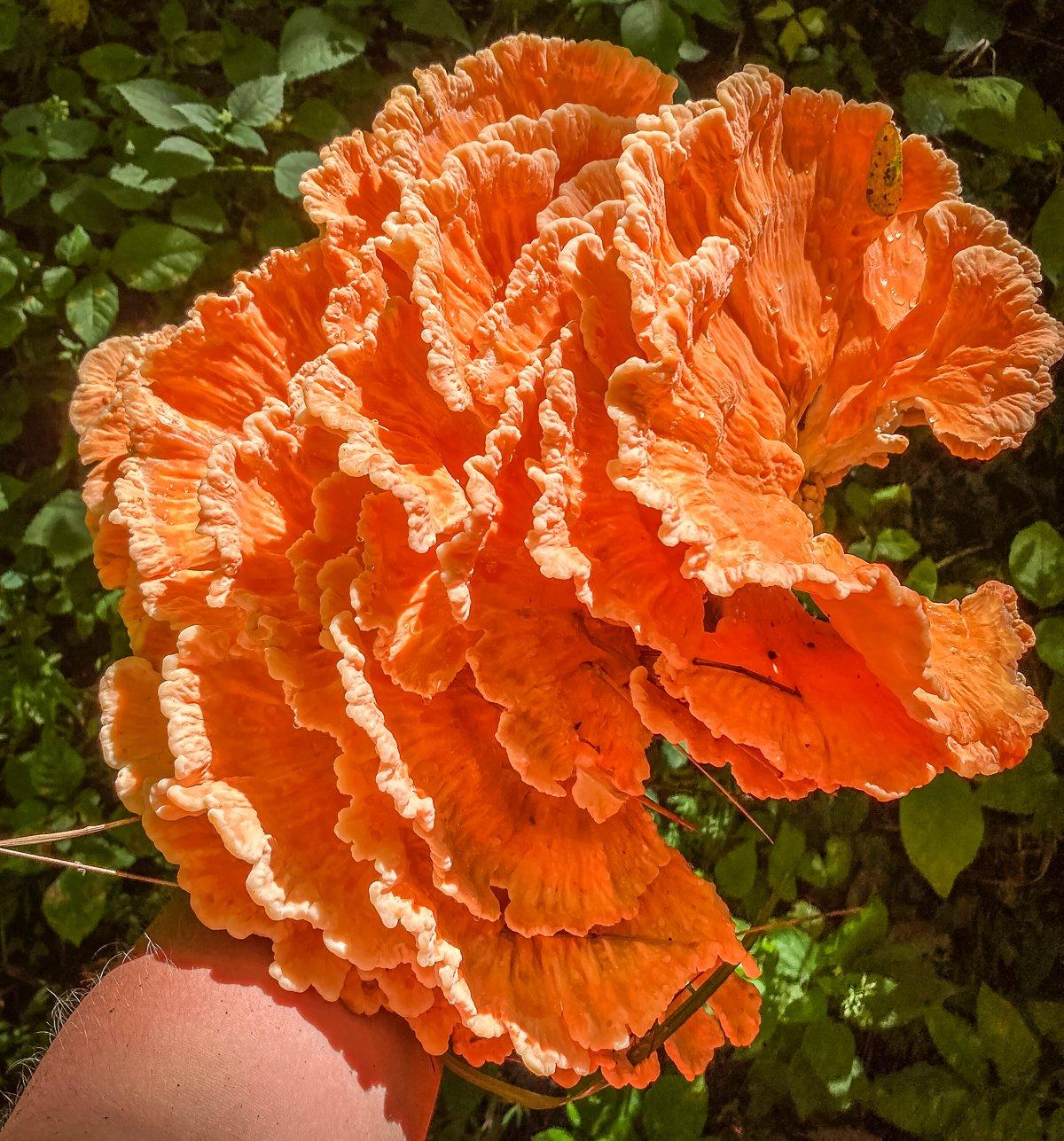 Chicken of the woods are large mushrooms so you will probably have extra that you need to store.
