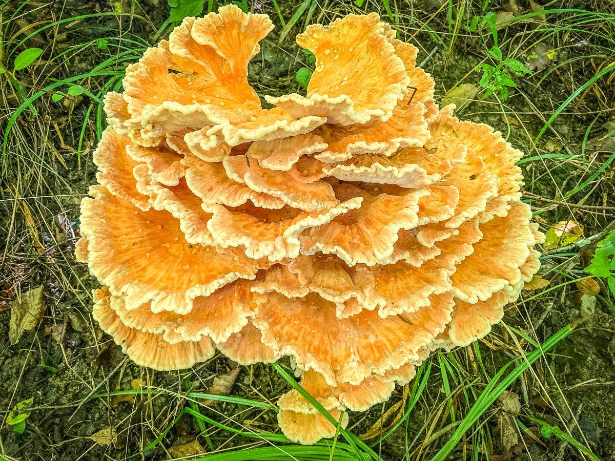 A chicken of the woods mushroom freshly removed from the base of a nearby tree.