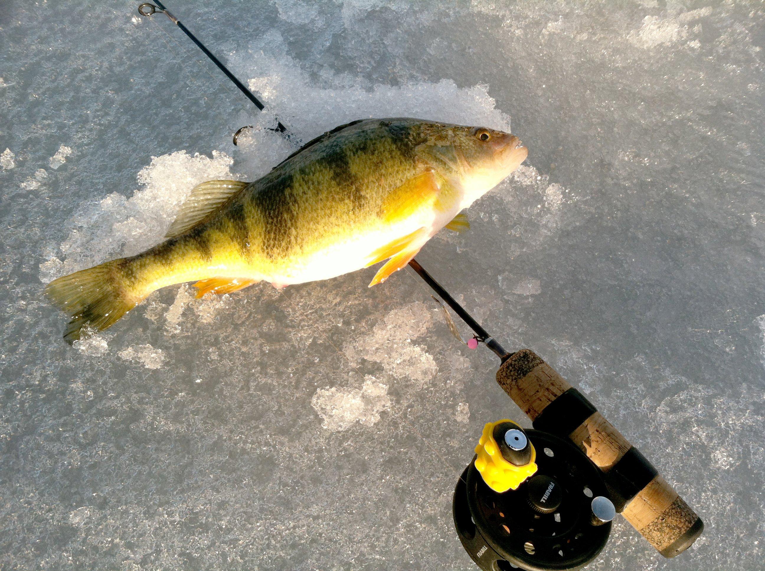 Image: ice_perch_4