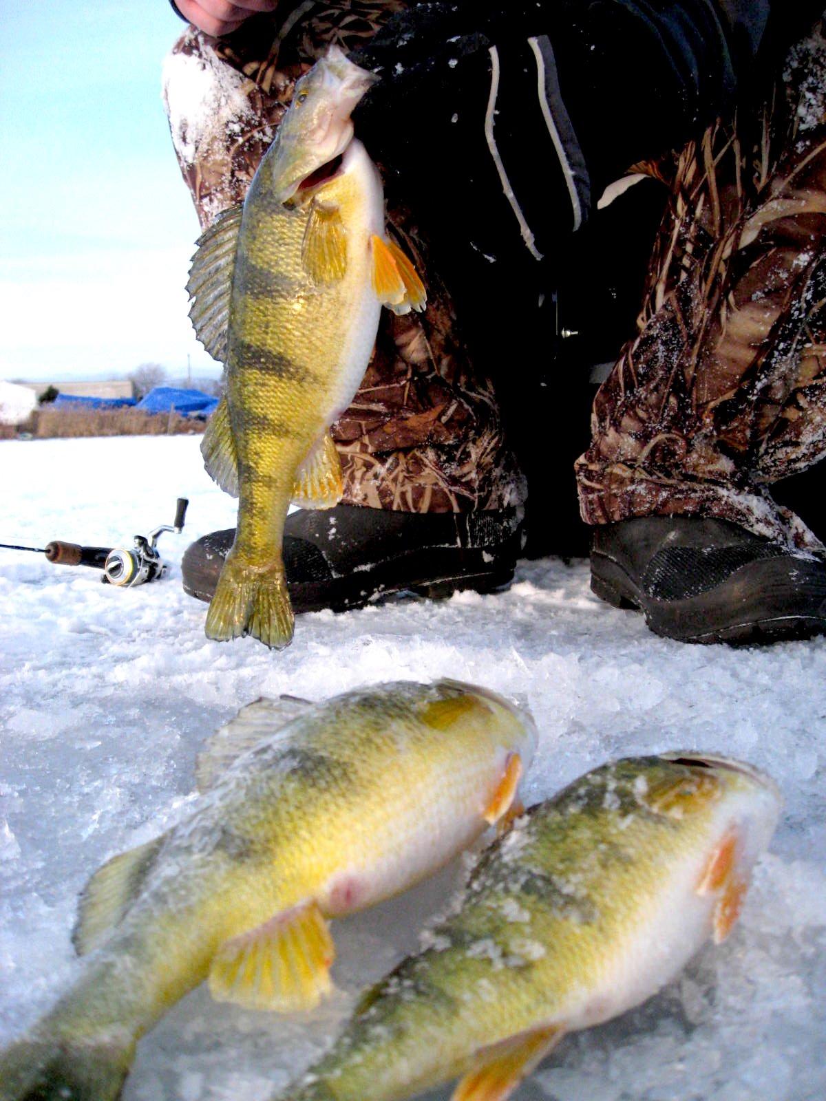 Image: ice_perch_7