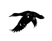 Waterfowl Hunting Image