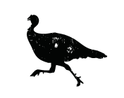 Wild Turkey Hunting Image