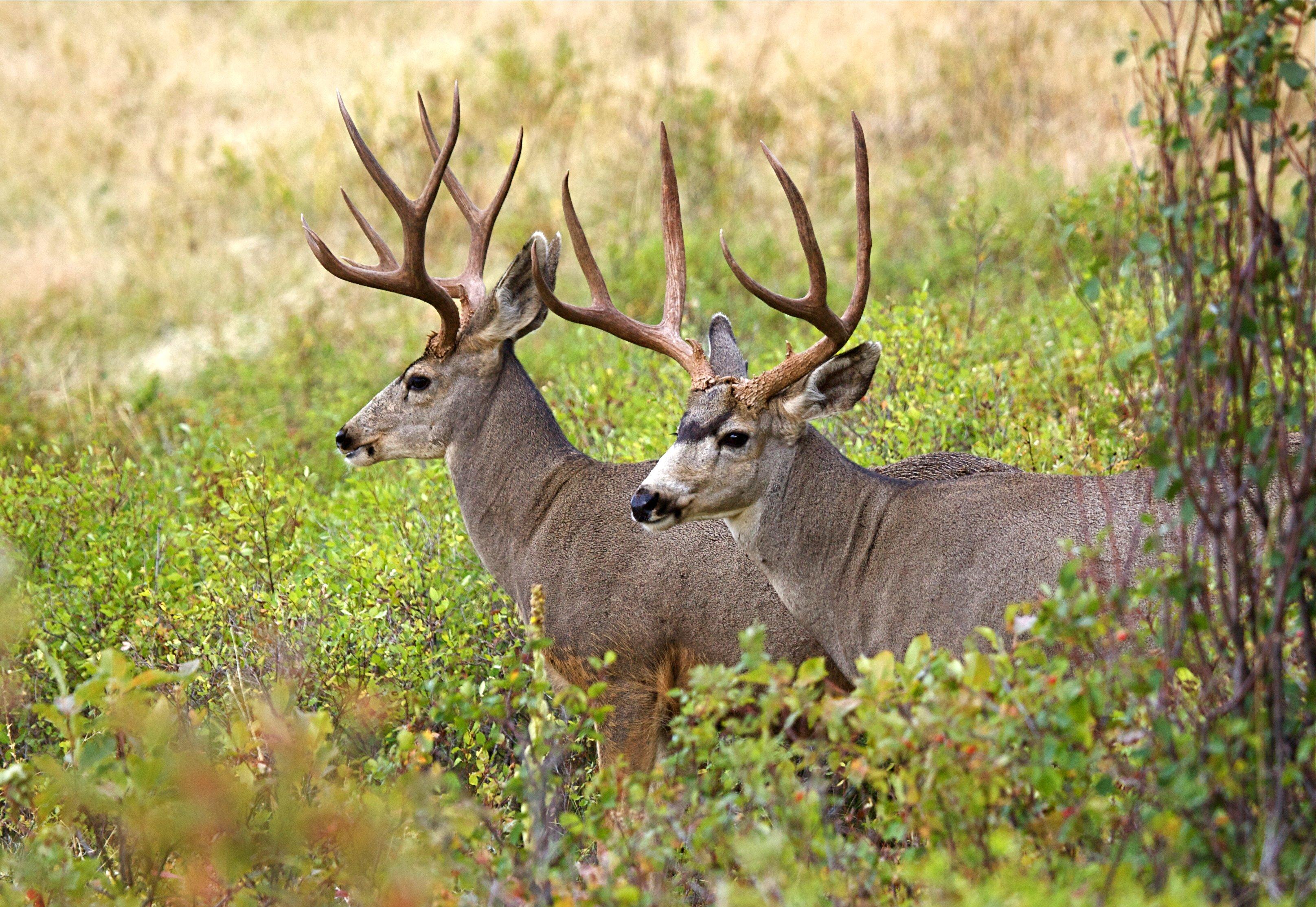 Image: idaho_mulies