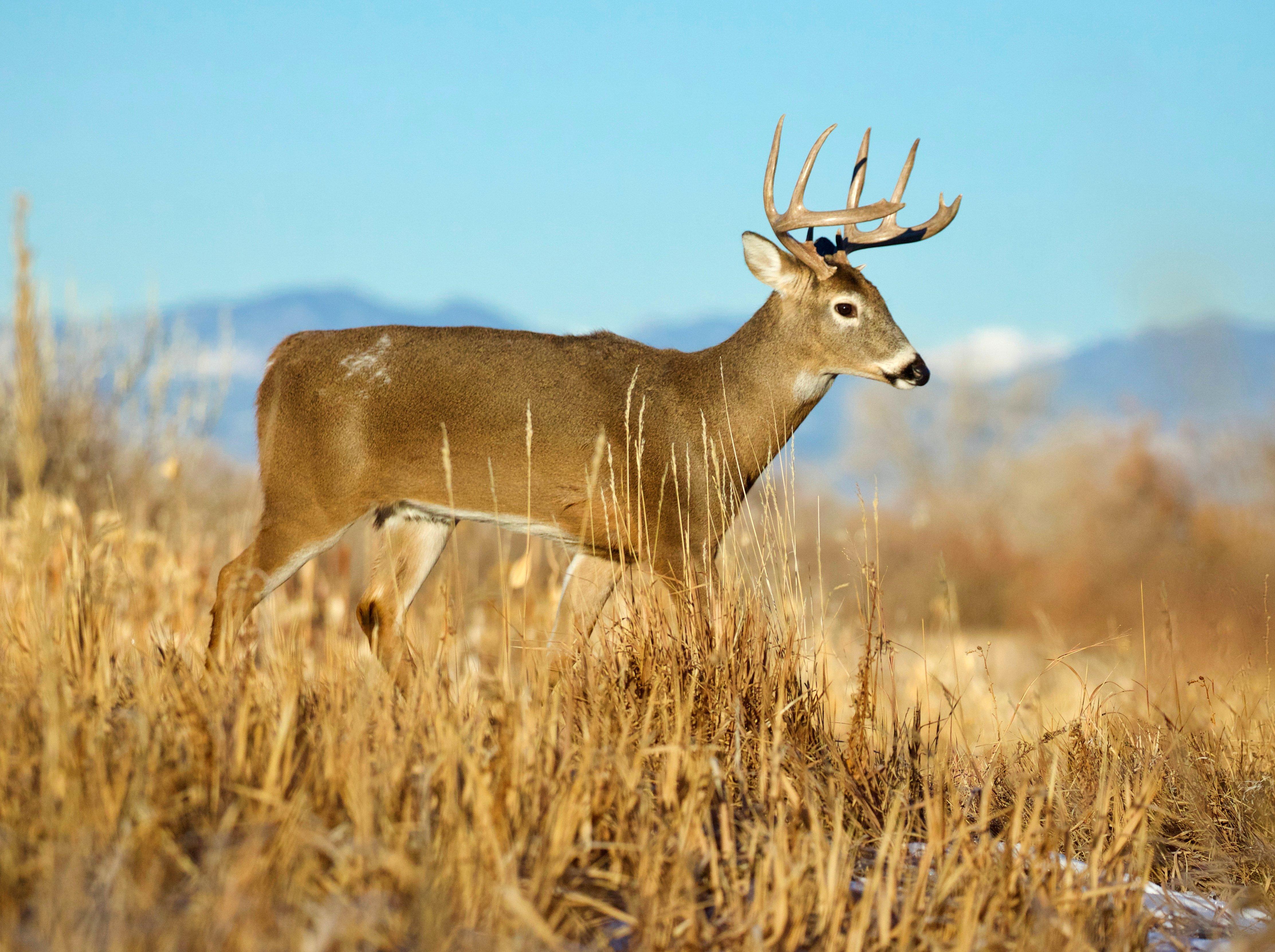 Image: idaho_whitetail