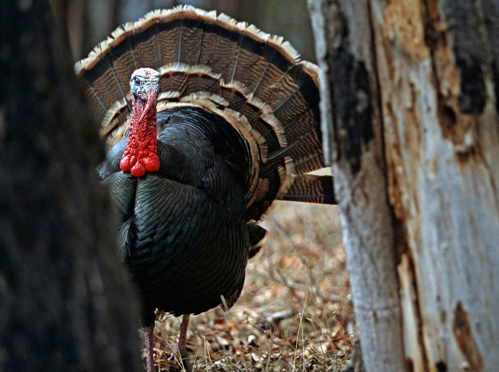 Idaho Turkey hunting. Image by John Hafner