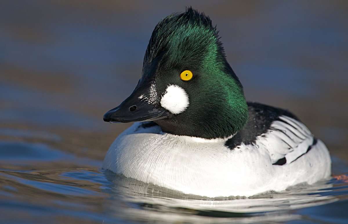 Duck Hunting in Idaho - Realtree Camo