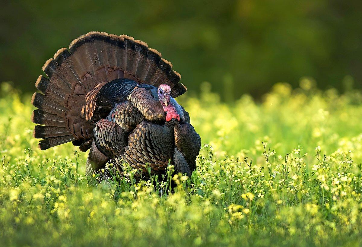 Hunters across the South are saying the birds are gobbling more and they're anticipating a good week of hunting. Image by John Hafner