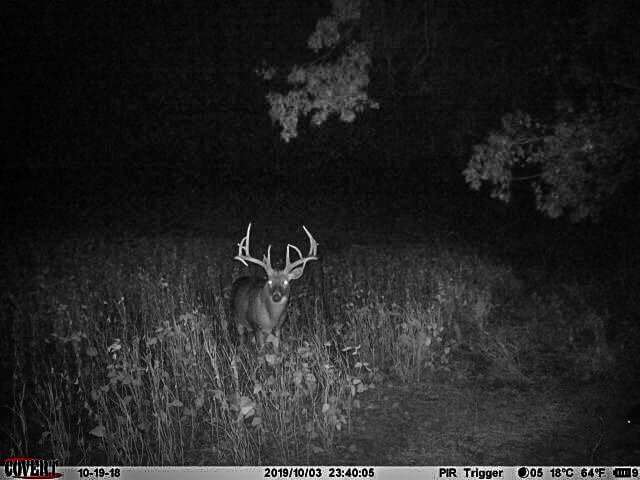 This whitetail looks just as impressive on trail camera. (Matt Weaver photo) This whitetail looks just as impressive on trail camera. (Matt Weaver photo)