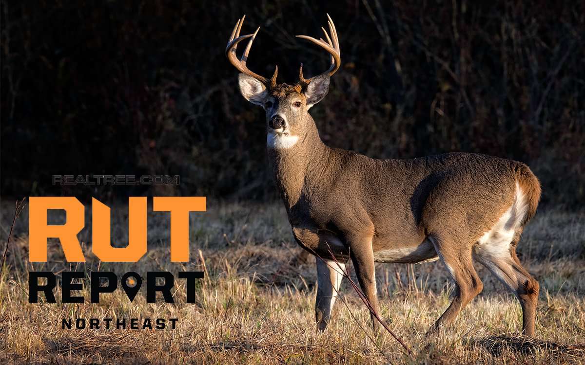 Northeast Rut Report: Little Bucks Cruising, Good Hunting to Come - image_by_dean_bouton-shutterstock-ne