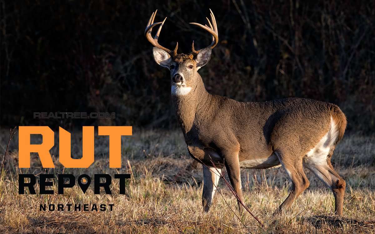 Buck Rut Southern Nh Northeast Rut Report: Little Bucks Cruising, Good Hunting to Come ...