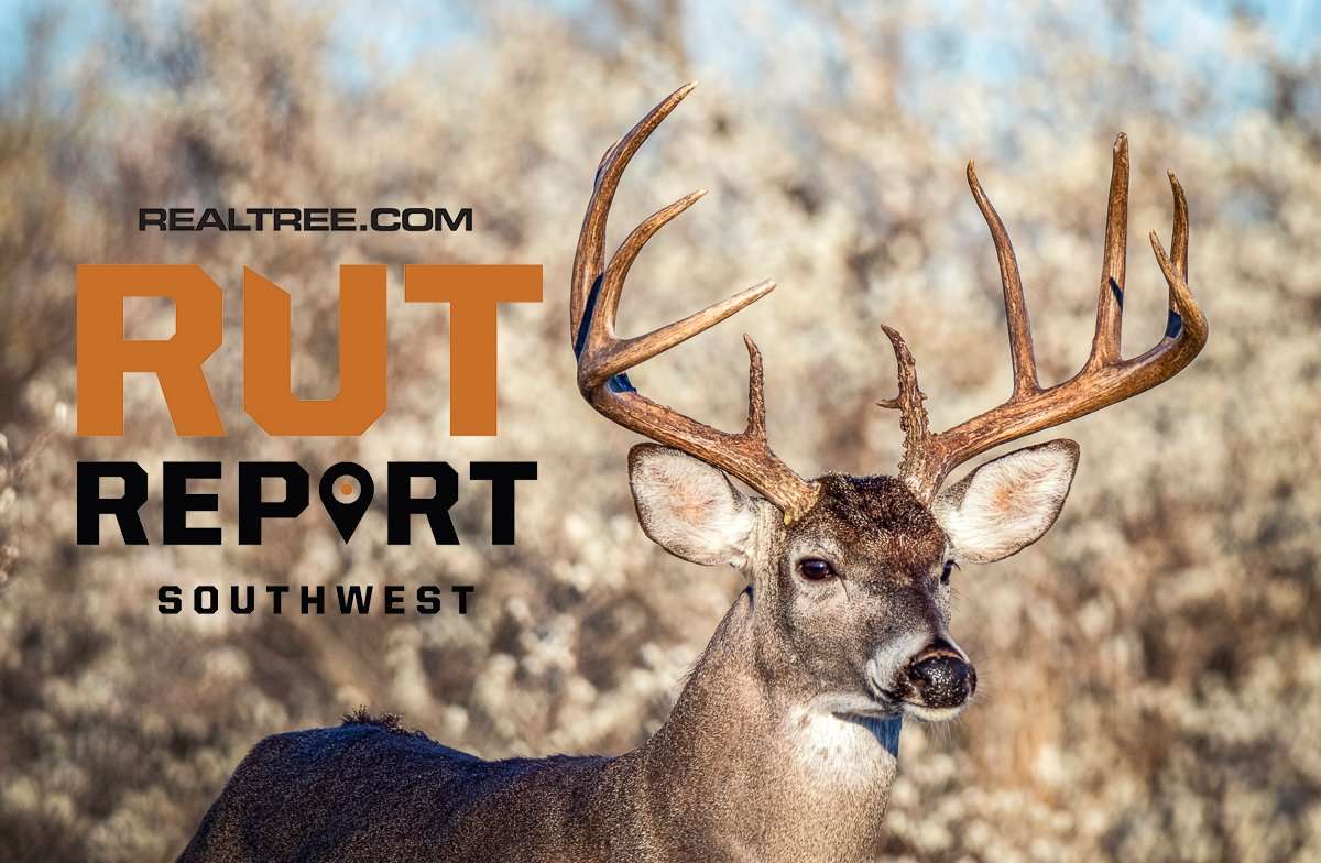 Southwest Rut Report: Rut Shaping Up Like a High School Dance - image_by_jake_daugherty-shutterstock-southwest