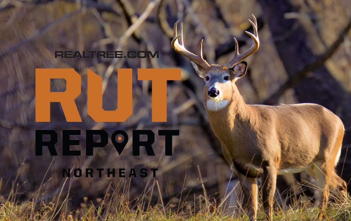 The Weather's Hot, the Rut's Not in the Northeast - image_by_james_e._seward-ne
