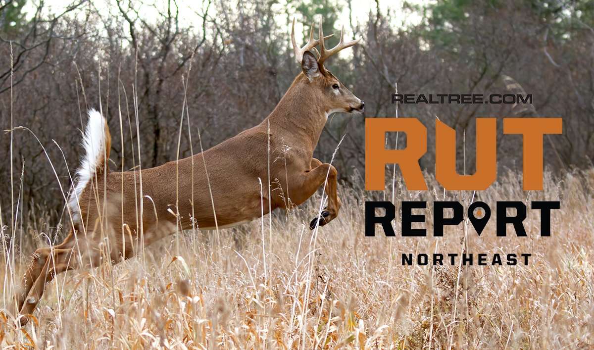 Northeast Rut Report: Deer in Transition, But Daylight Movement is ...