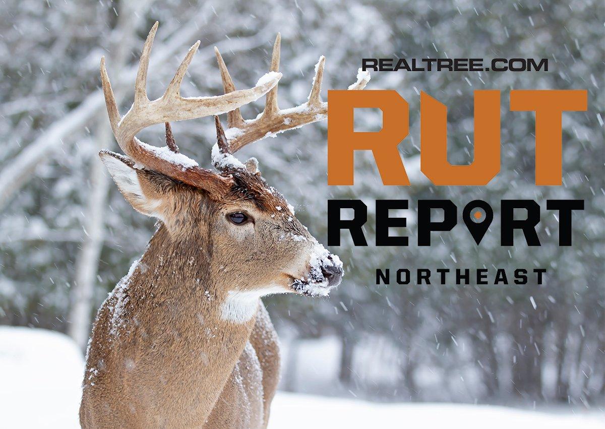 Northeast Rut Report Rut Recap, Deer Settling into LateSeason