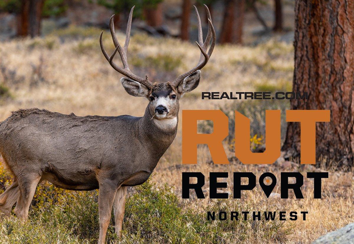 Northwest Rut Report Cool Temperatures Create Movement, but the Rut