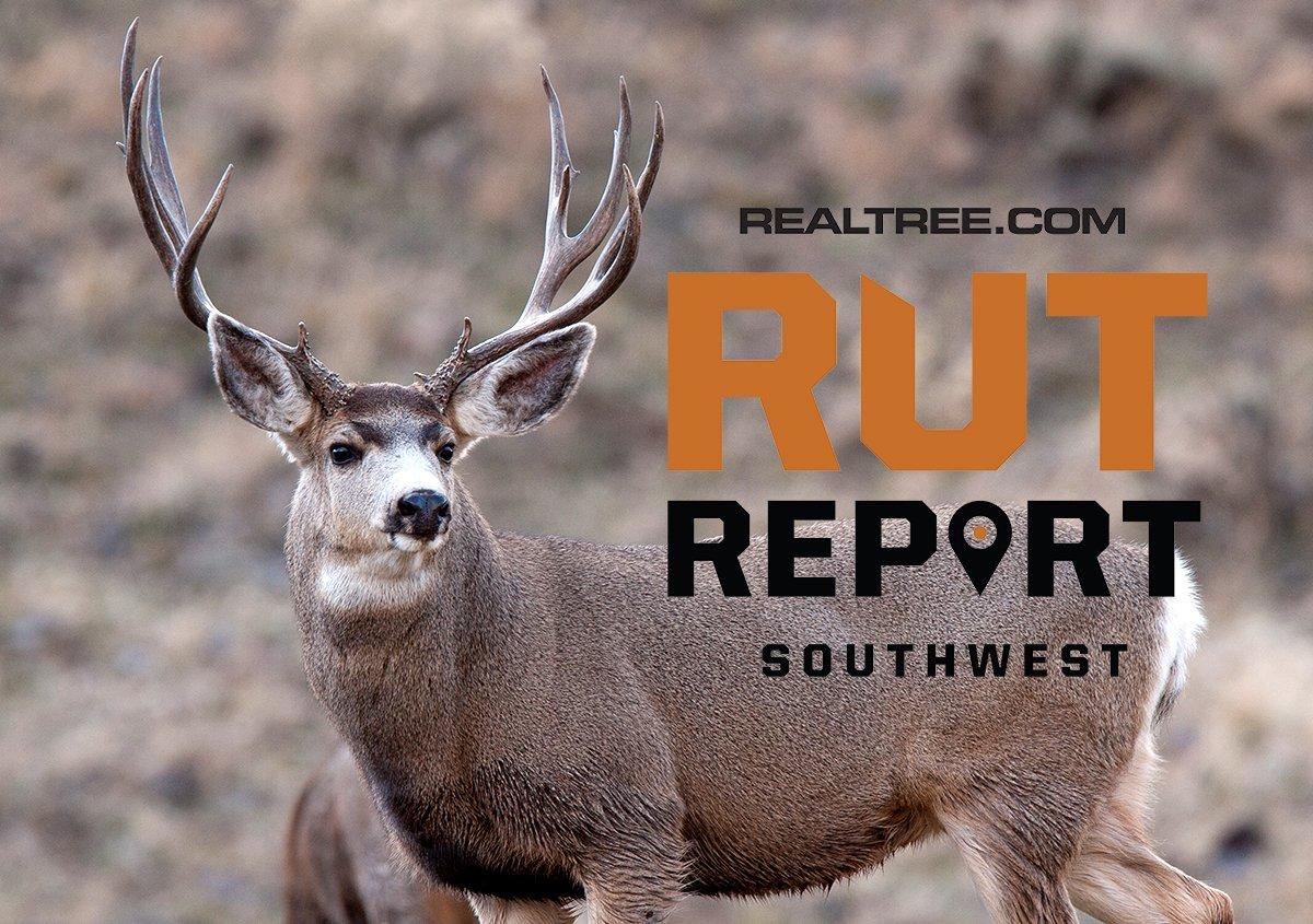 Mule Deer on the Move to the Rutting Grounds in the Southwest - image_by_lorraine_logan-sw