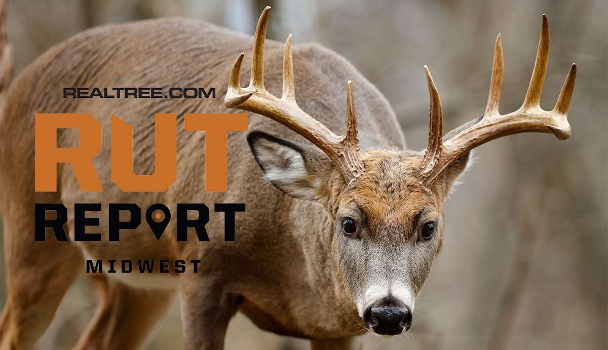 Midwest Rut Report: Rut Sign Gradually Increasing, Another Killer Cold Front - image_by_paul_tessier-shutterstock-mw_copy