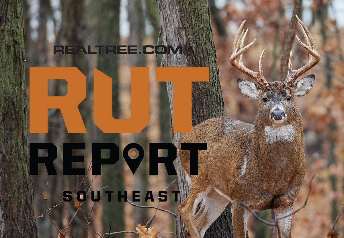 Southeast Rut Report: Locked-Down Bucks Have Made Hunting Tough - image_by_rich_waite-shutterstock-se