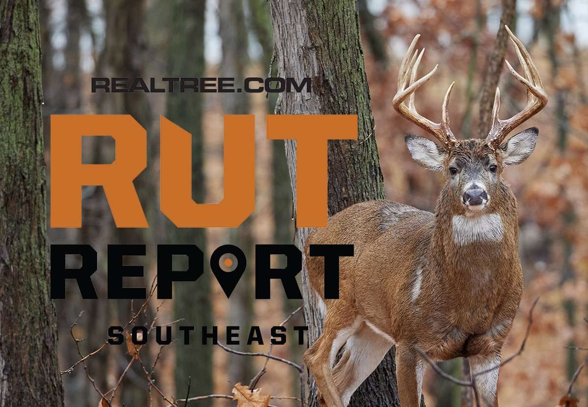 Southeast Rut Report: Locked-Down Bucks Have Made Hunting Tough - image_by_rich_waite-shutterstock-se