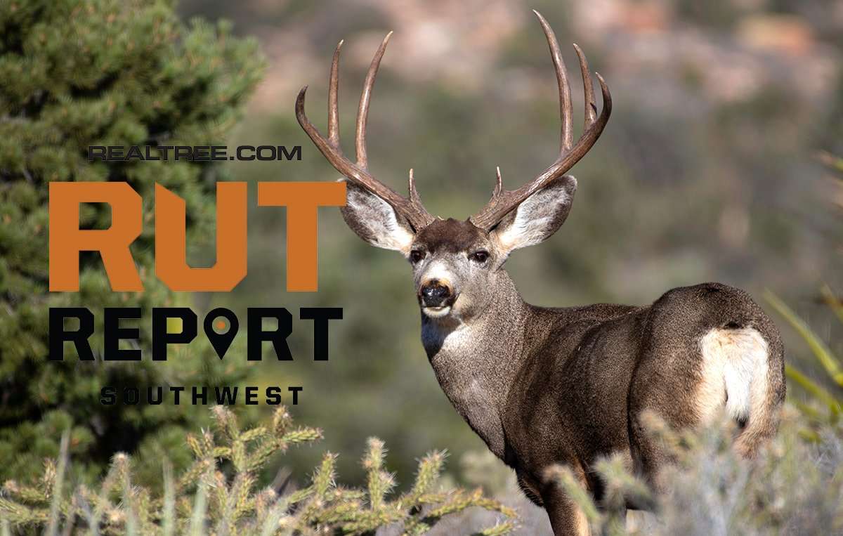 Pre-Rut Mule Deer Action on the Rise in Southwest - image_by_sean_r._stubben-mulie-sw