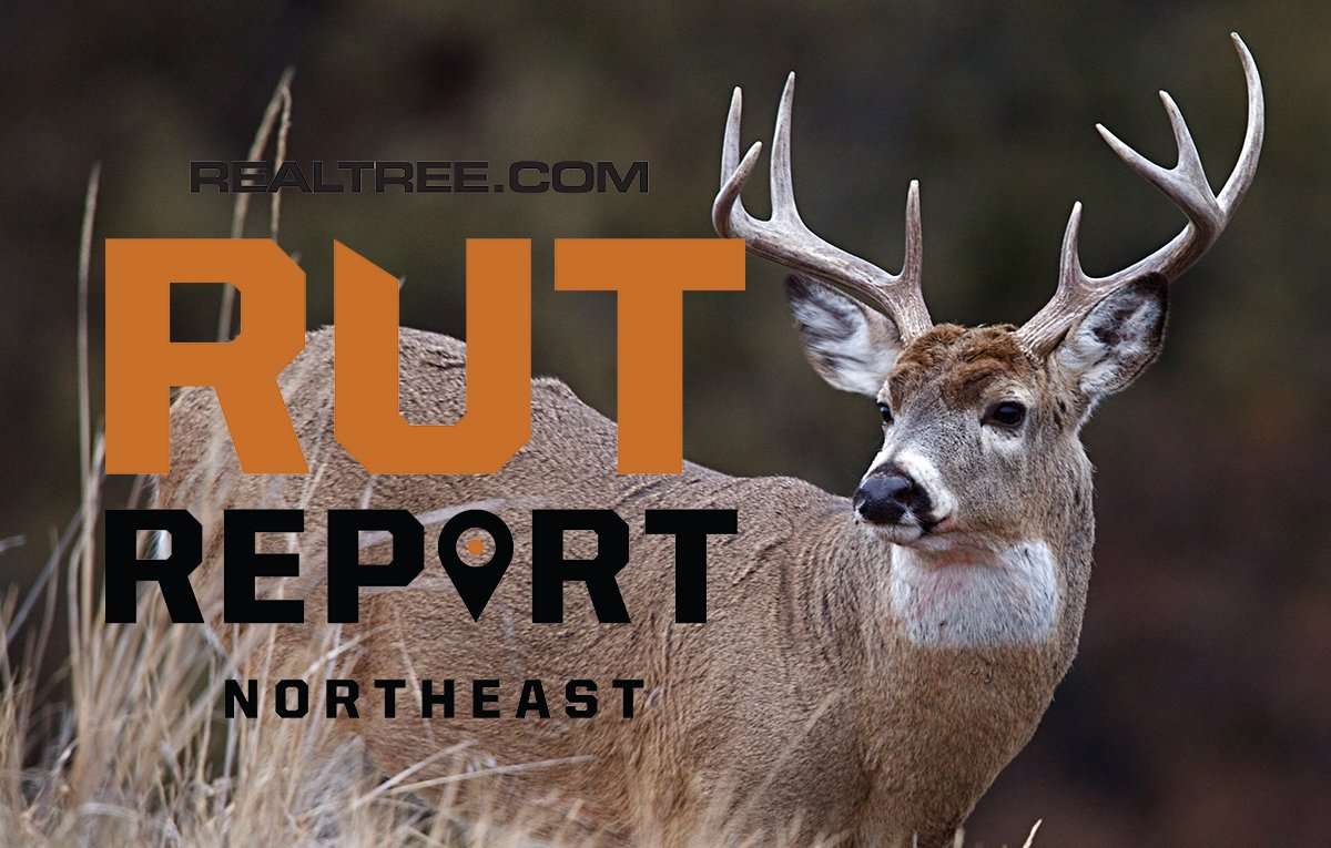 High Temps Continue to Stall Northeast Rut - image_by_tom_reichner-ne
