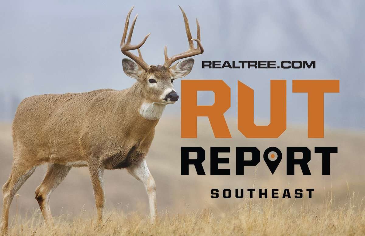 Southeast Rut Report: The Rut Trickles On - image_by_tom_reichner-se