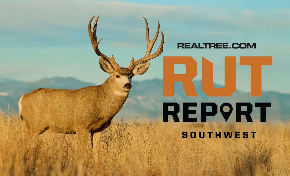 Southwest Rut Report: Signs of an Early Rut? - Realtree Camo