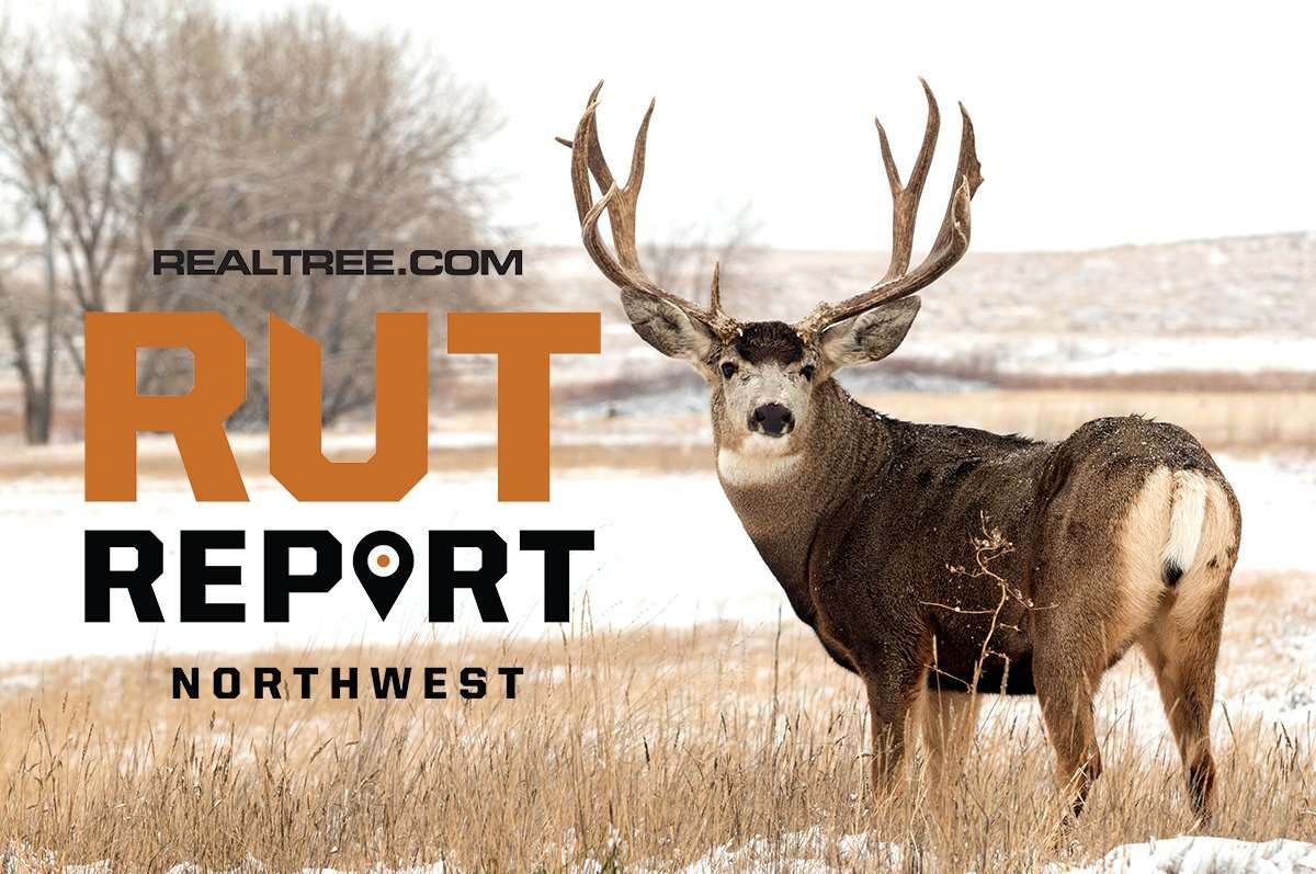 Rut Activity Increasing for Mule Deer and Whitetails in the Northwest - image_by_tom_tietz-nw_0