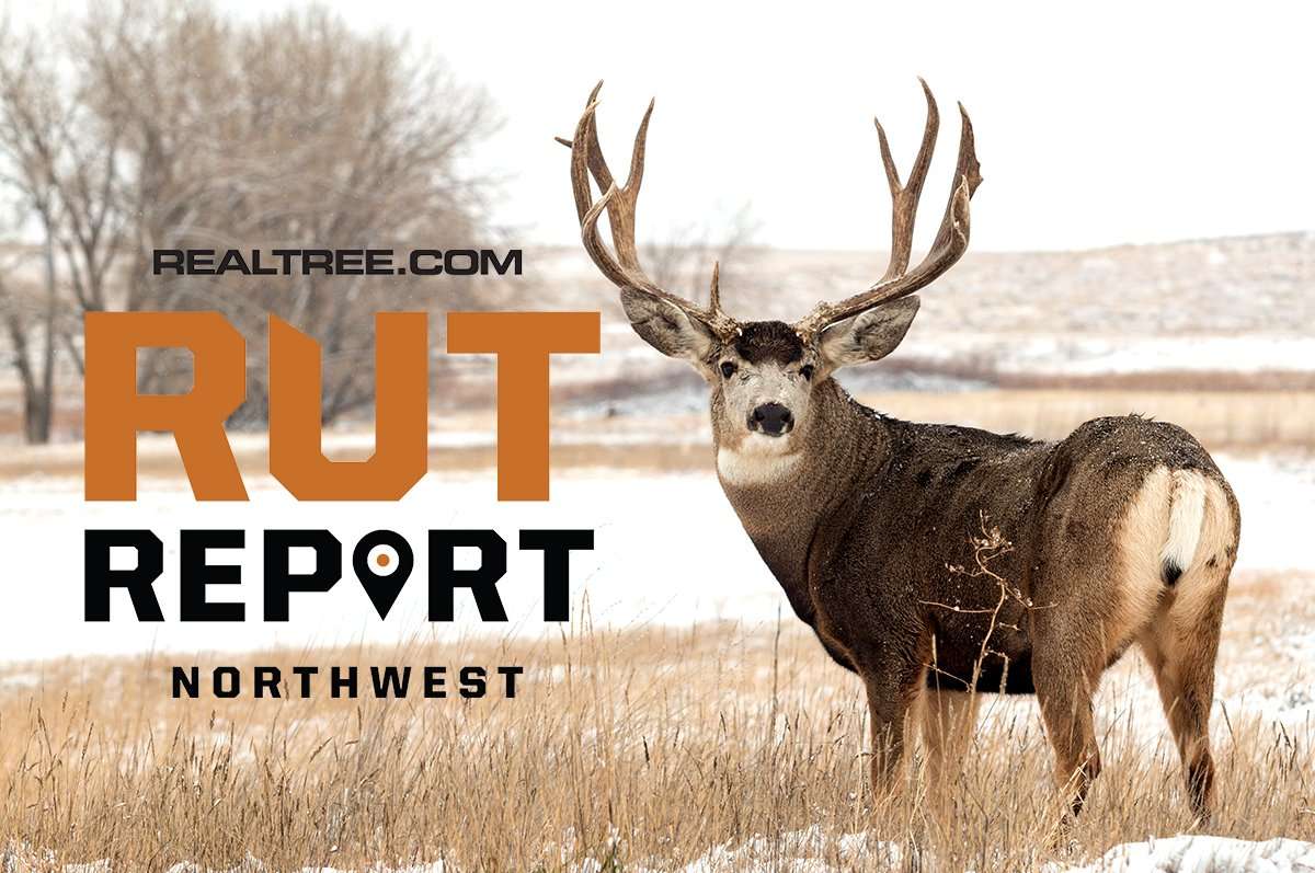 Rut Activity Increasing for Mule Deer and Whitetails in the Northwest ...