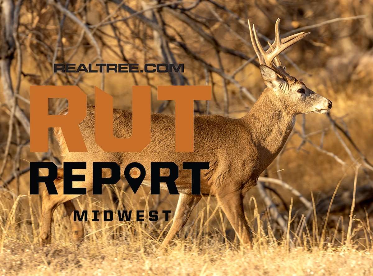 Midwest Rut Report: Expect Peak Seeking and Chasing in the Coming Week ...