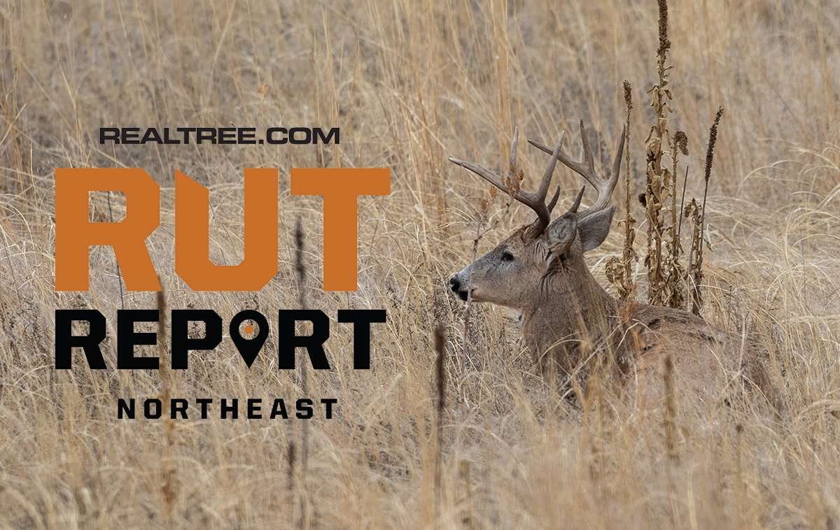 Northeast Rut Report: Temperatures Are in Flux, and So Is Deer Movement - image_by_tom_tietz-shutterstock-ne