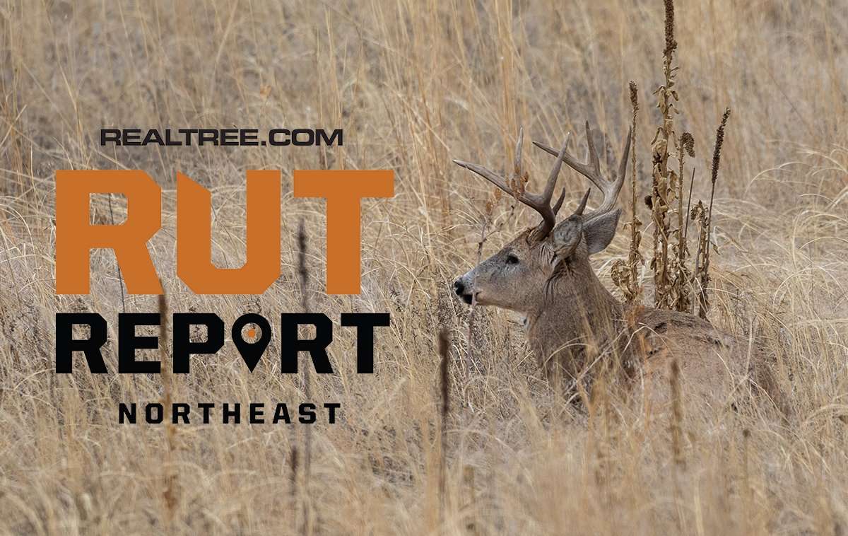Northeast Rut Report: Temperatures Are in Flux, and So Is Deer Movement ...