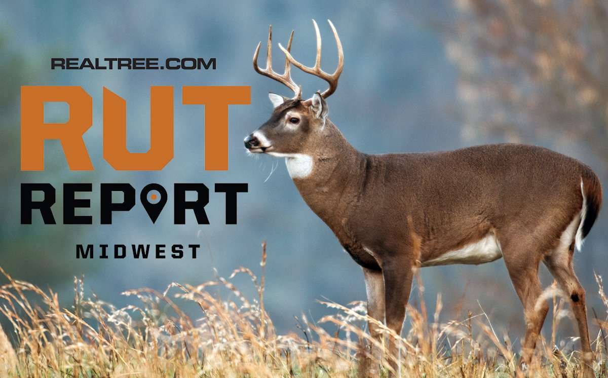 Deer Are Settling into Pre-Rut Patterns Throughout the Midwest ...